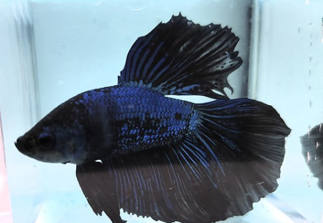 Betta Maschio Half Moon Blue L-Xl