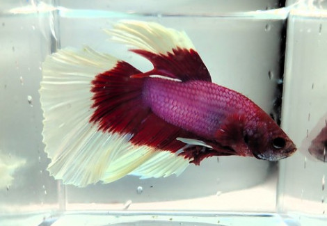 Betta Maschio Half Moon Butterfly   Mix