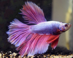 Betta Maschio Half Moon Butterfly Lavender L-Xl