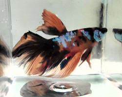 Betta Maschio Half Moon Koi L-Xl