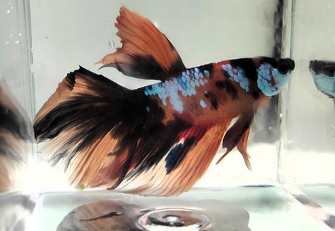 Betta Maschio Half Moon Koi L-Xl