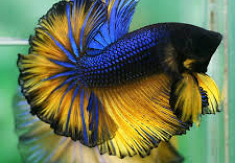 Betta Maschio Half Moon Mustard Gas L-Xl