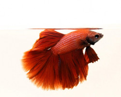 Betta Maschio Half Moon Red L-Xl