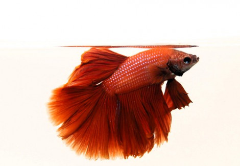 Betta Maschio Half Moon Red L-Xl