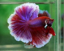 Betta Maschio Halfmoon Lavender Selected L-Xl