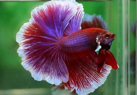 Betta Maschio Halfmoon Lavender Selected L-Xl