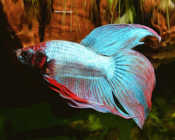 Betta Maschio Mix L-Xl