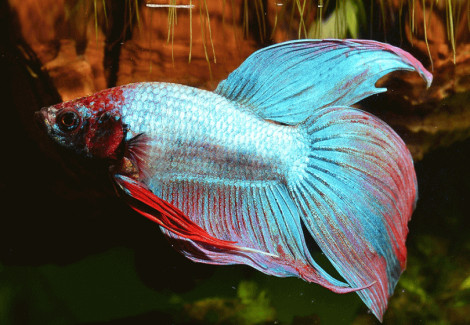 Betta Maschio Mix L-Xl