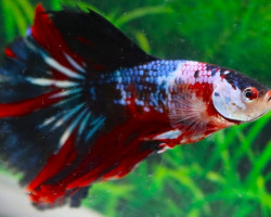 Betta Maschio Plakat Galaxy Koi L-Xl