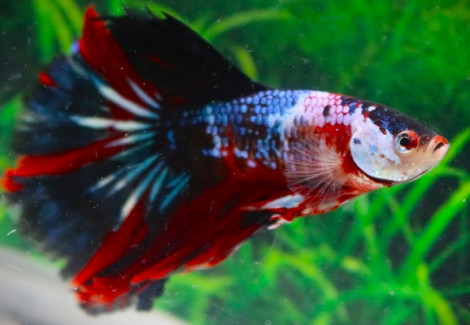 Betta Maschio Plakat Galaxy Koi L-Xl