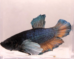 Betta Pkhm Maschio Elephant Ear L-Xl