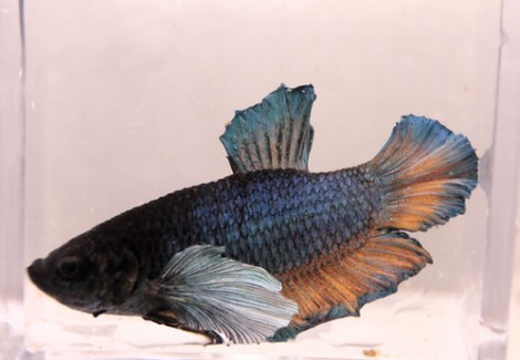 Betta Pkhm Maschio Elephant Ear L-Xl