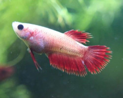 Betta Splendens Crowntail Femmina Assortite Ml