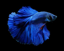 Betta Splendens Super Delta Blu L