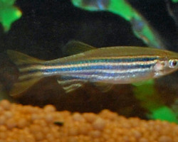 Brachydanio Rerio Xl