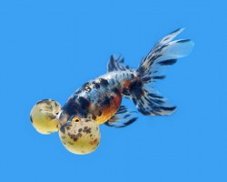 Carassius Auratus Bubble Eye Calico 7-8 Cm