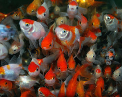 Carassius Auratus Fantail  Assortiti 5-6 Cm