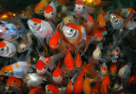 Carassius Auratus Fantail Mix 5 Cm