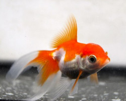 Carassius Auratus Fantail Red & White 5 Cm