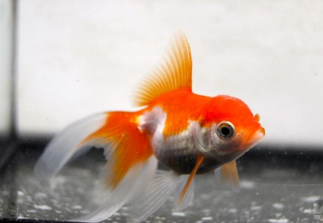 Carassius Auratus Fantail Red & White 5 Cm