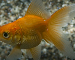 Carassius Auratus Fantail Red 5 Cm