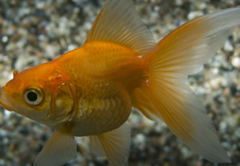 Carassius Auratus Fantail Red 5 Cm