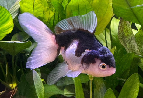 Carassius Auratus Oranda Panda 10-12 Cm