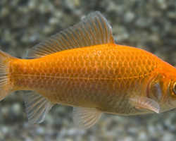 Carassius Auratus Pesce Rosso 4-7