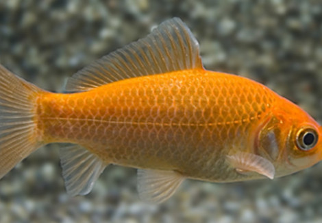 Carassius Auratus Pesce Rosso 4-7