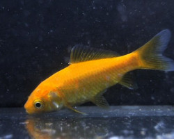 Carassius Auratus Pesce Rosso Giallo  Canarino 4-7 Cm