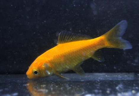 Carassius Auratus Pesce Rosso Giallo  Canarino 4-7 Cm