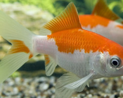 Carassius Auratus Sarasa  4-7 Cm