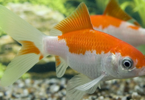 Carassius Auratus Sarasa  4-7 Cm