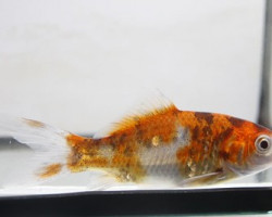 Carassius Auratus Shubunkin  4-7 Cm