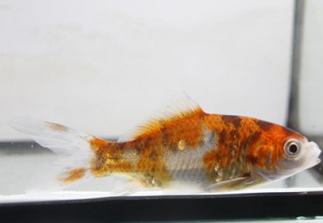 Carassius Auratus Shubunkin  4-7 Cm