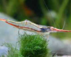 Caridina  Gracilirostris M