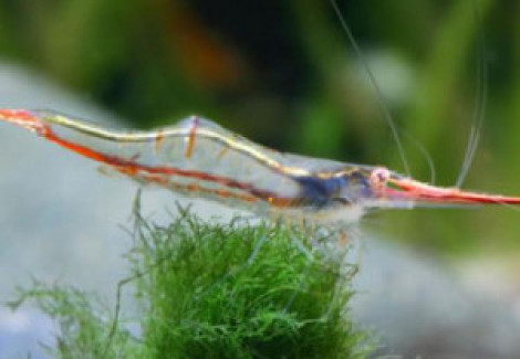 Caridina  Gracilirostris M