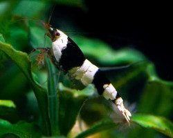 Caridina Cantonensis Crystal Black 1,2-1,5 Cm