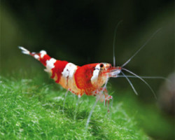 Caridina Cantonensis Crystal Red 1,2-1,5 Cm