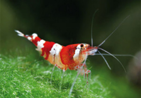 Caridina Cantonensis Crystal Red 1,2-1,5 Cm