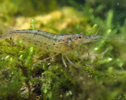 Caridina Tipus - Australian Amano Shrimp L-Xl