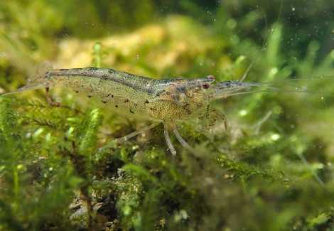 Caridina Tipus - Australian Amano Shrimp L-Xl