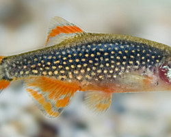 Celestichthys Margaritatus  Rasbora Galaxi Xl