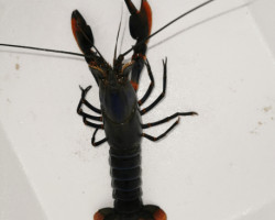 Cherax Alyciae Black Kong Zebra M