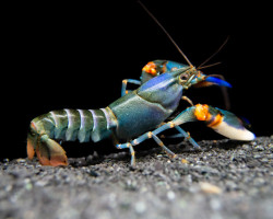 Cherax Alyciae Blue Kong Zebra M