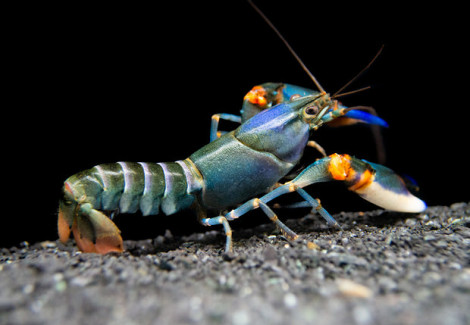 Cherax Alyciae Blue Kong Zebra M