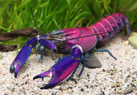 Cherax Pekny Tricolor (Viola) M