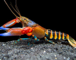 Cherax Peknyi Blue Claw Zebra M