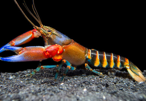 Cherax Peknyi Blue Claw Zebra M