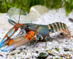 Cherax Peknyi Blue Tip Tiger M